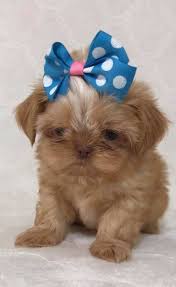 Puppies for sale near tyler / east tx, texas. Liver Shih Tzu Puppies For Sale In Texas