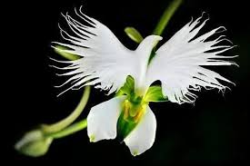 Image result for Habenaria afra