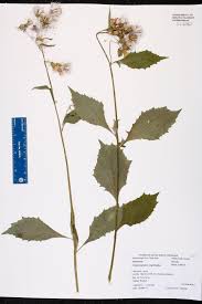 Image result for Crassocephalum crepidioides