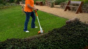 Image result for Dyschoriste thunbergiiflora