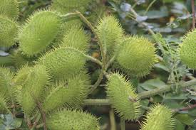 Image result for Guilandina bonduc