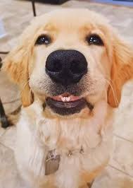 We sell golden retriever puppies in georgia. Pin By Lethihongngoca On Dog 3 Cute Animals Golden Retriever Puppies