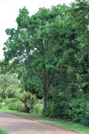 Image result for Pittosporum abyssinicum