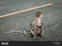 Dreamstime is the world`s largest stock photography community. Monkey Mother Baby Image Photo Free Trial Bigstock