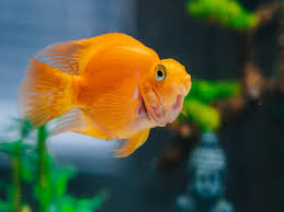 Different fish have different diets: Aquarium Glass Cleaners That Will Help You Keep Your Fish Tank Clean Most Searched Products Times Of India