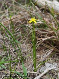 Image result for Pauridiantha