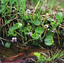 Links sind die triebe eines weiblichen horstes abgebildet. Caricetum Fuscae