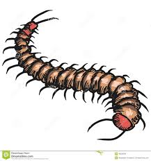 Centipede Stock Vector Illustration Of Sketch Bizarre 43628934 Centipede Illustration Doodle Illustration