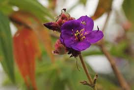 Image result for Dissotis princeps