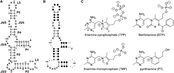 Testing must be performed before thiamine supplementation is given. Crystal Structures Of The Thi Box Riboswitch Bound To Thiamine Pyrophosphate Analogs Reveal Adaptive Rna Small Molecule Recognition Structure