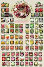 Proteaceae Family Flowers Foliage Poster Family Flowers Australian Native Flowers Flower Chart