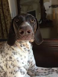 Maybe you would like to learn more about one of these? Managing German Shorthaired Pointer Shedding Canna Pet