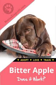 How To Stop A Dog From Chewing On Wood Dog Training Dogs And Kids Dog Training Tips