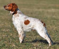 Image result for bretanský dlouhosrstý ohař