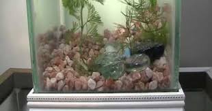 Mini Betta Fish Tank Too Small And Cold For A Betta Or Goldfish But Would Be Great For Colorful Shrimp Or Colorful Snails Betta Fish Tank Betta Fish Betta