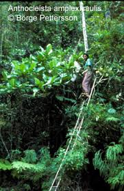 Image result for Anthocleista