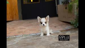 Maybe you would like to learn more about one of these? Everything You Need To Know About The Teacup Corgi