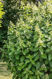 Image result for Basella paniculata
