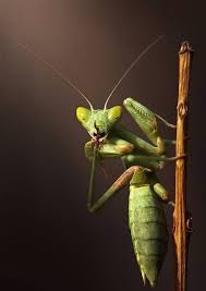 407 Dank On Twitter Praying Mantis Animals Cool Insects