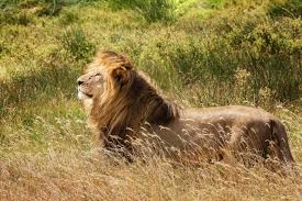 African safari animals in photos. African Safari Animals 34 Photos To Make You Want To Visit Tanzania