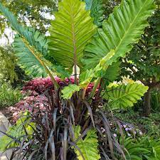 There are 4275 elephant ear for sale on etsy, and they cost 160.39 sek on average. Tips For Growing Elephant Ears In Containers Horticulture