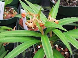 Image result for Habenaria clavata