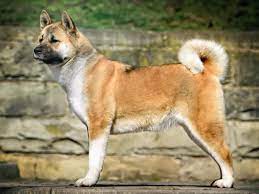 But these dogs stayed very similar to their japanese counterparts. American Akita Im Rasseportrait Tieranzeigen Com