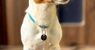 kakaya stat ne inache kak ego predki lovili krys v avstralii a esli uvelichit foto to mozhno uvidet etot pr jack russell terrier jack russell terrier