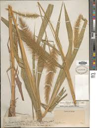 Image result for Setaria geminata