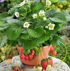 Dwarf fruit trees are the fruit trees which have a limited height growth. 14 Best Fruits To Grow In Pots Fruits For Containers
