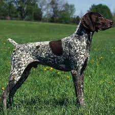 German Shorthaired Pointer Dog Breeds Medium German Shorthaired Pointer Dog Fancy Dog
