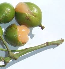 Image result for Melicoccus