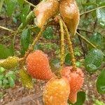 Image result for Cnestis