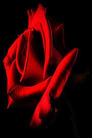 Beautiful Flower Wallpaper Beautiful Flowers Wallpapers Beautiful Flowers Hd Wallpapers Flower Wallpaper