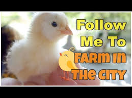 In this fun adventure, you have to feed your cows, plant corn to make bread, and. Follow Me To Farm In The City Seri Kembangan Malaysia Youtube
