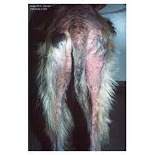 Dermatology Itchy Skin In Dogs