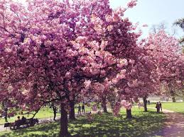 Hyde park is one of central london's largest parks. Pink Blossom Trees In Hyde Park Kostenloser Bild Download 328407 Cannypic