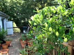 Cold sensitive, they thrive in warm weather with 10 you can buy kaffir lime trees at nurseries in planting zones in which they grow. Kaffir Lime Tree And Scale Insects Donna S Gardens Youtube