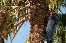 Maybe you would like to learn more about one of these? Payless Tree Service Canton Ga 30115 770 290 4325 Showmelocal Com