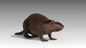 Beaver Animated Sponsored 3d Animated Beaver Animals Characters Animation Beaver Beaver Animal