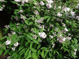 Image result for Deutzia hybrida Pink Pompon