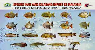 Ikan ini merupakan ikan yang banyak ditemukan di perairan air tawar, namun ikan ini juga dapat hidup di air payau. Pencinta Ikan Asli Malaysia Posts Facebook