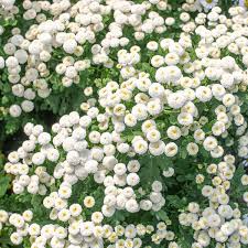 Image result for Tanacetum parthenium