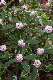 Pianta sempreverde con fiori : 12 Piante Sempreverdi Da Giardino Per L Inverno Vi Terranno Compagnia Col Freddo