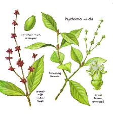 Image result for Psychotria peduncularis