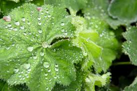 Image result for Alchemilla microbetula