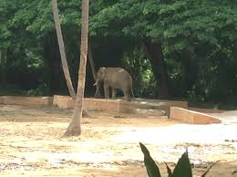 Elephant Series 4 Mysore Zoo Officially The Sri Chamarajendra Zoological Gardens Mysore Zoo Zoological Garden Zoo