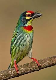 Birds Of The Air Pin By Sonya Miller On Birds Of The Air In 2020 Birds Beautiful Birds Pet Birds