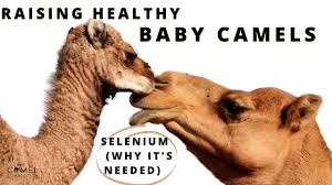 The domesticated bactrian camel, and the wild bactrian camel. Raising Healthy Baby Camels Selenium Why It S Needed Youtube