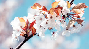 Wallpaper White Cherry Blossoms 2560x1600 Hd Picture Image Citacoes de versos da biblia. wallpaper white cherry blossoms